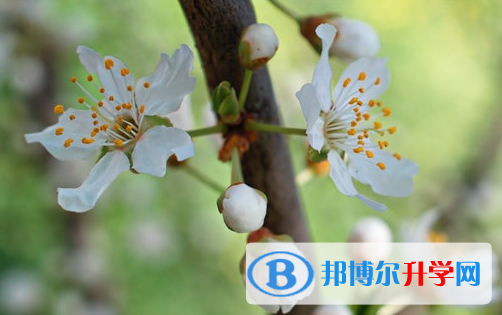 2021年甘孜未参加中考可以读啥学校