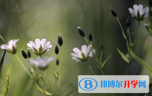 2021年延安中考志愿最好怎样填
