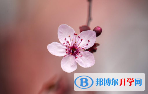 2021年安康今年中考统招线包括哪些区域