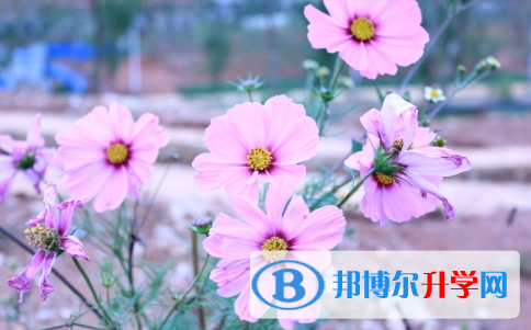 巴中2022年中考查询